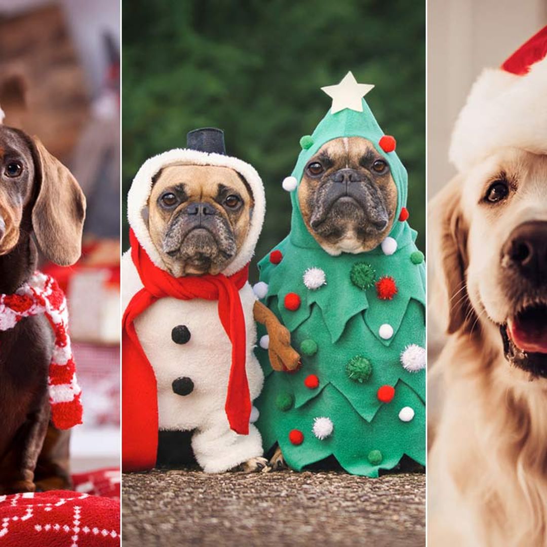 16 best Christmas presents for dogs 2021: From an M&S puppy hamper to cute dog outfits