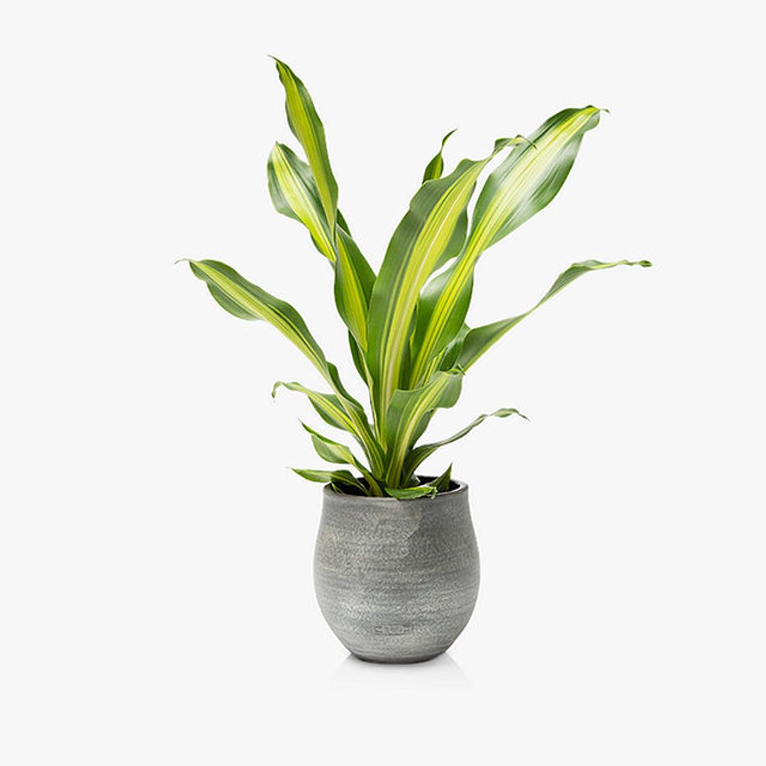 Dracaena Big Grey Pot - The Little Botanical
