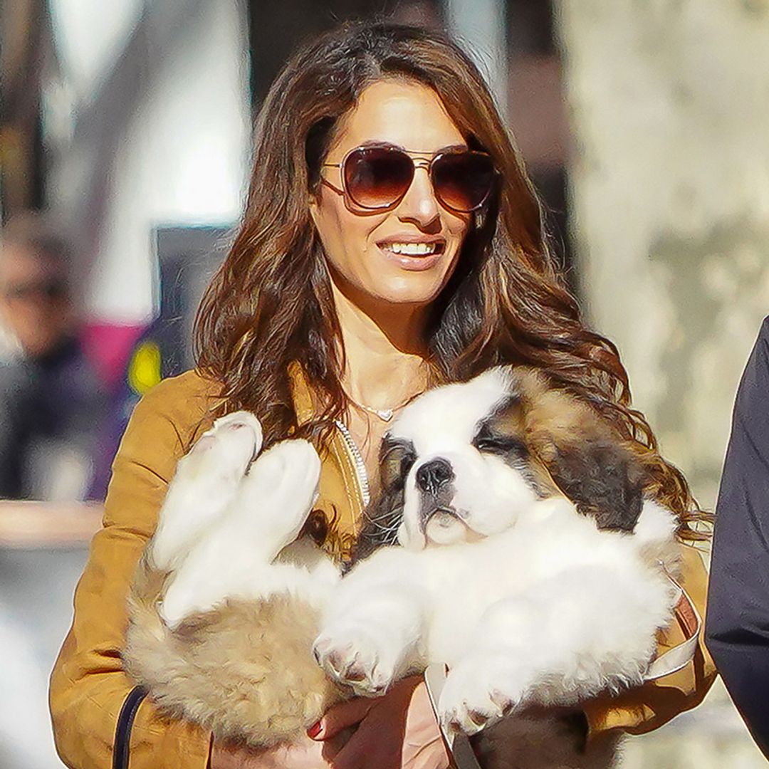 Puppy love! Amal and George Clooney welcome adorable new addition to their family