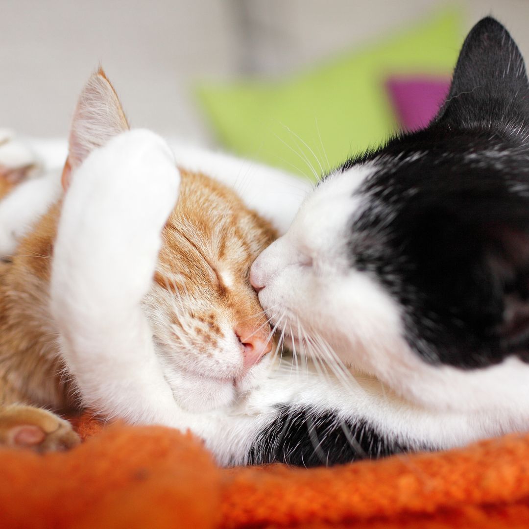 How I introduced my new kitten to my 4-year-old cat in a tiny NYC apartment