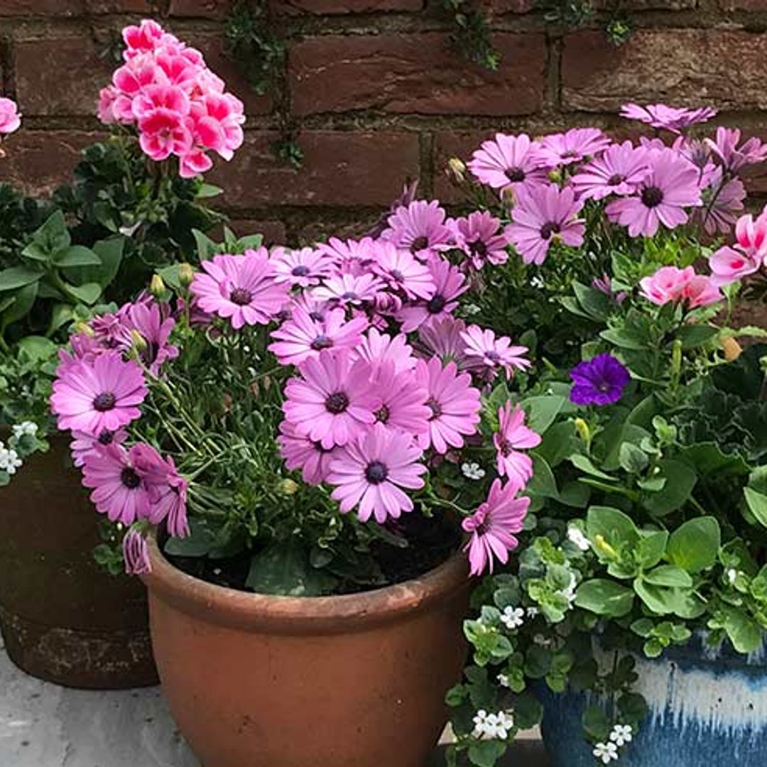 5 steps to planting last-minute patio pots this summer
