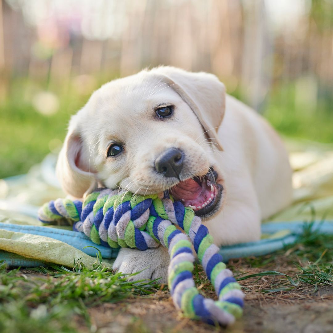 Ultimate guide for first-time pet owners: health, happiness and more