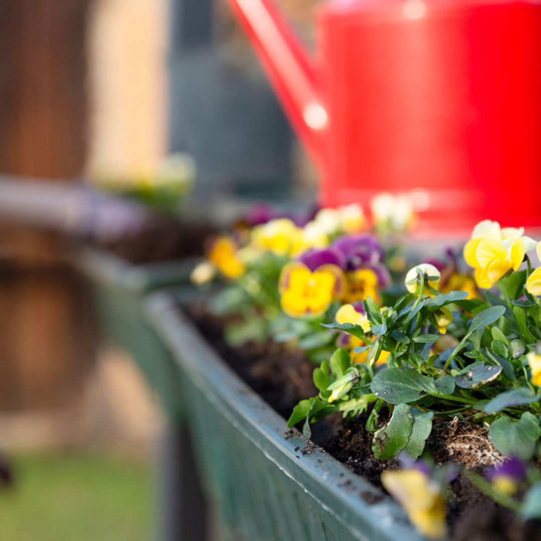 10 spring gardening jobs to do now
