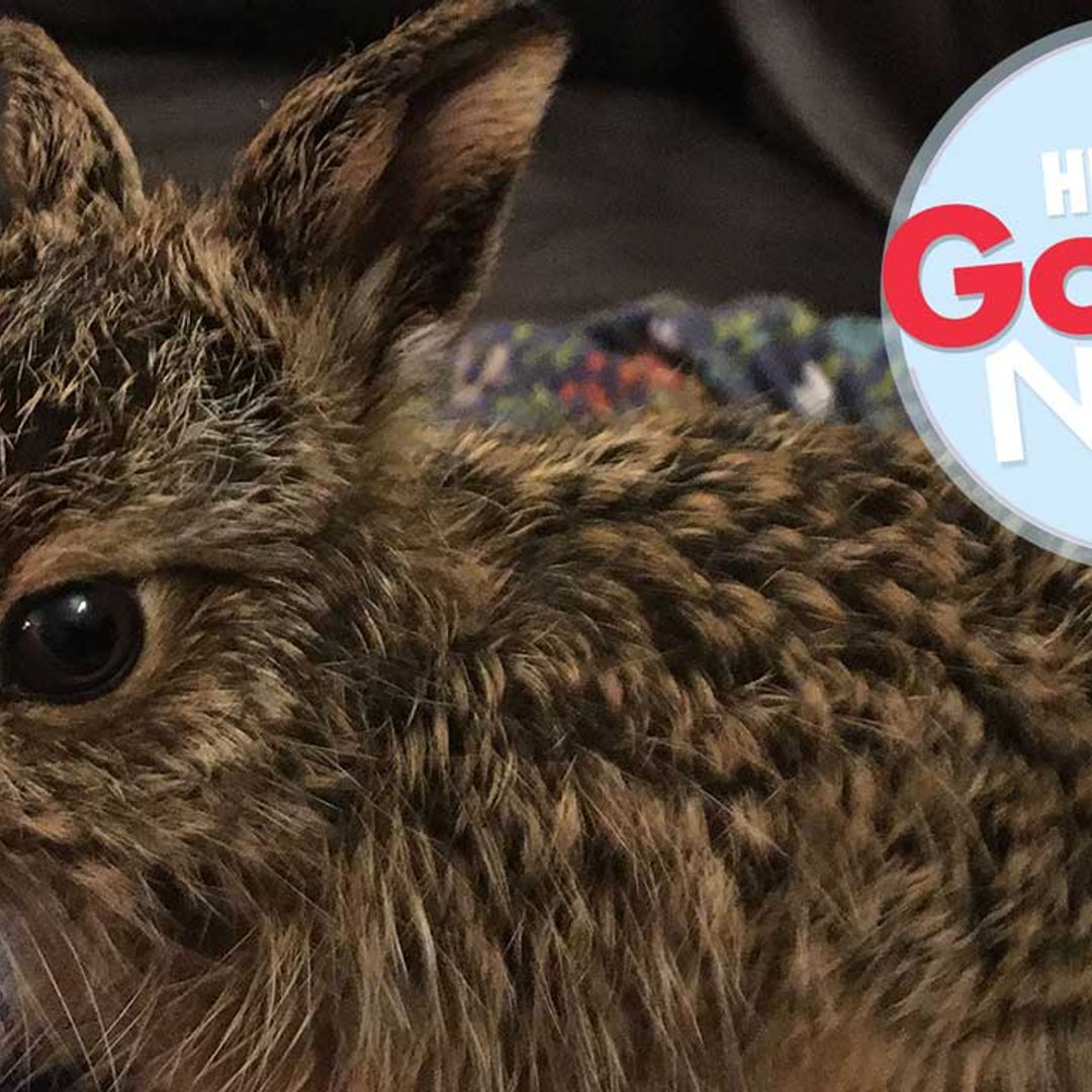 Orphaned hare visits the family who saved her, every single day