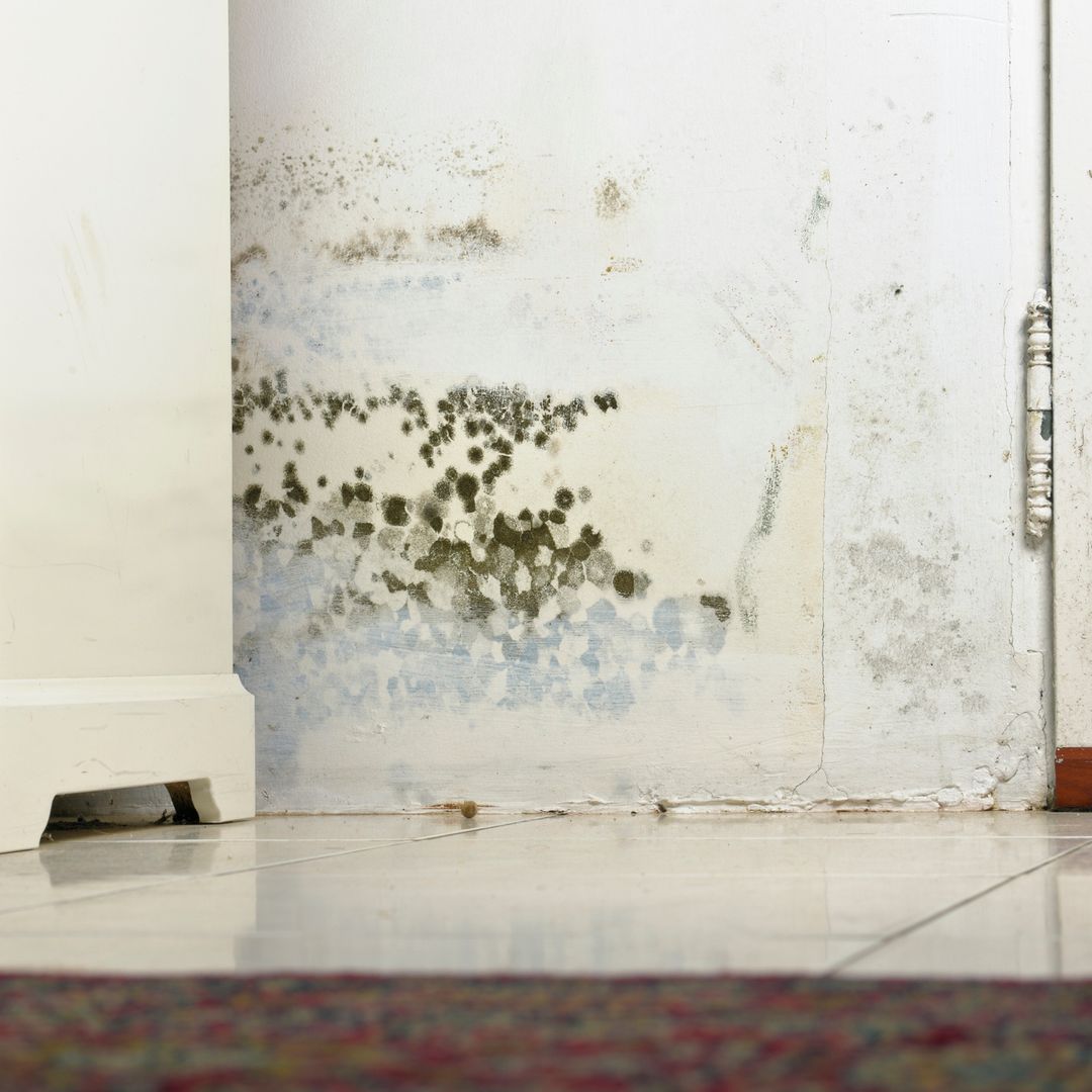 Mould in your rental property? Your landlord could owe you compensation