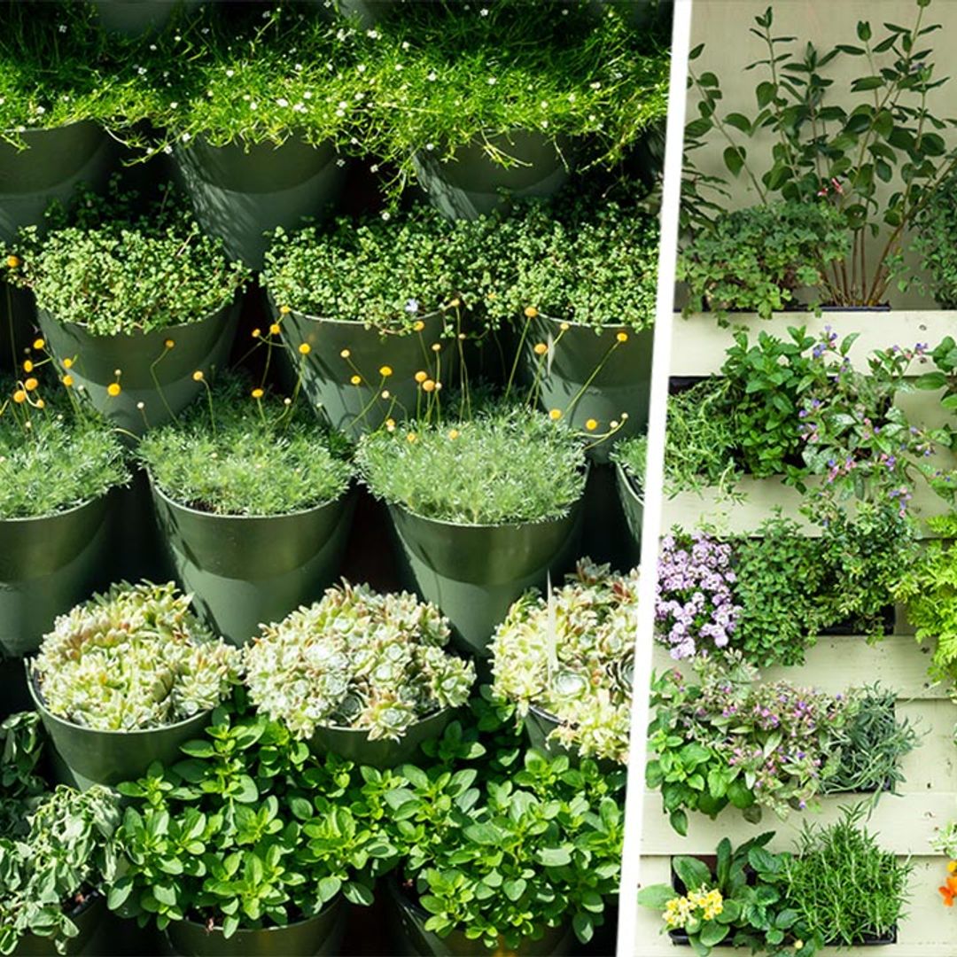 Vertical gardens are taking TikTok by storm – 5 tips on how to create yours