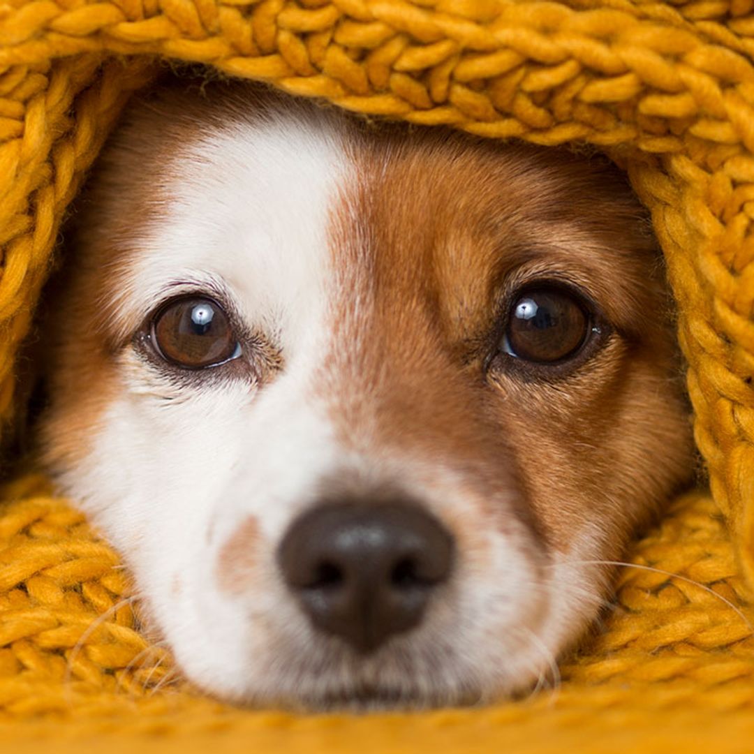 Does your dog have anxiety? 5 signs of canine separation anxiety