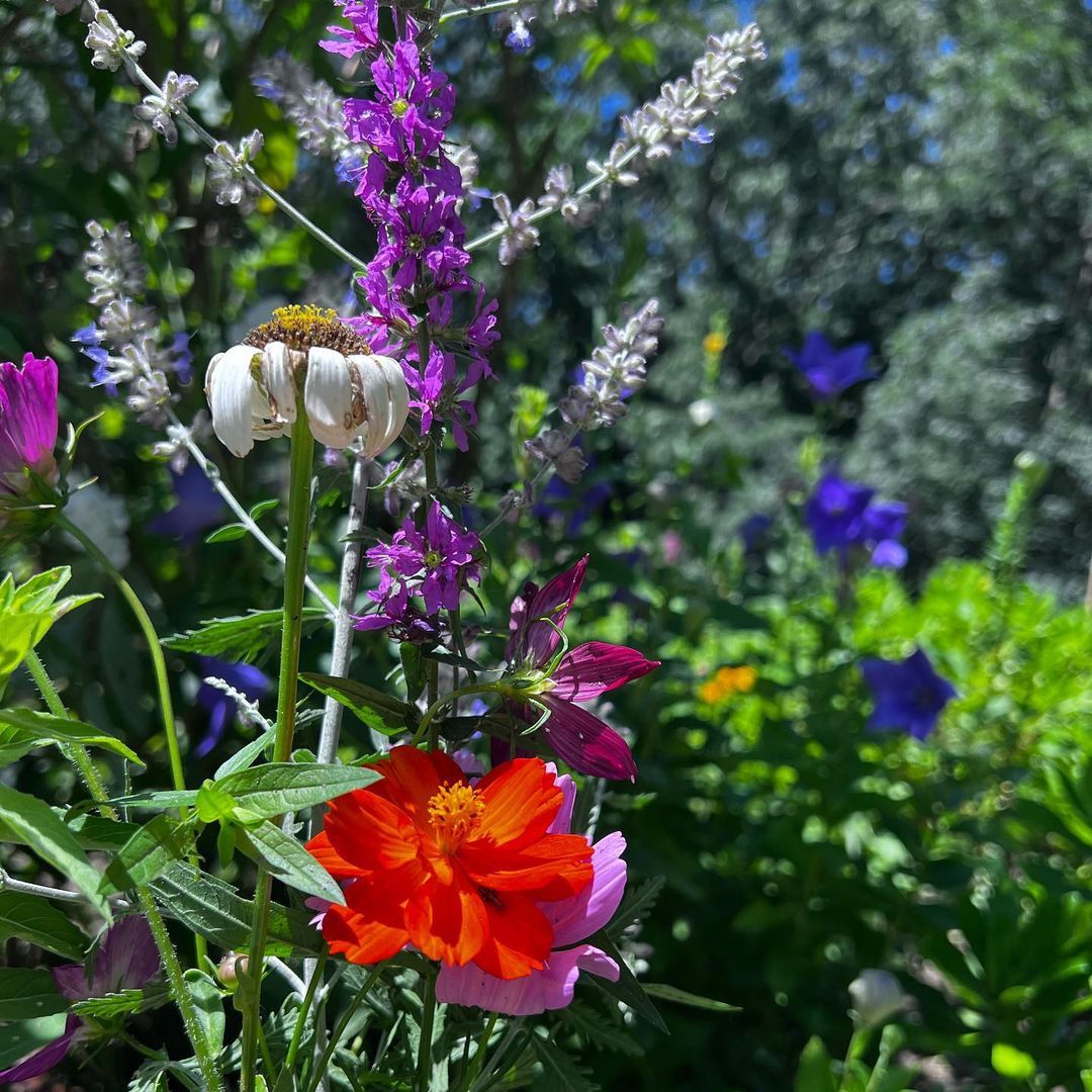 Some of the flowers in the model's stunning garden