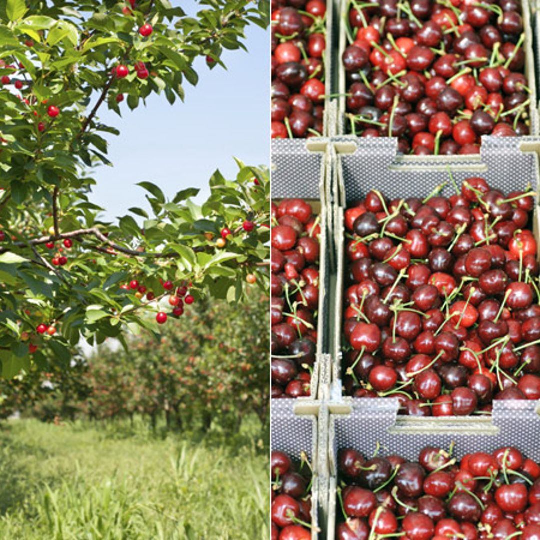 British cherries: Ripe for revival