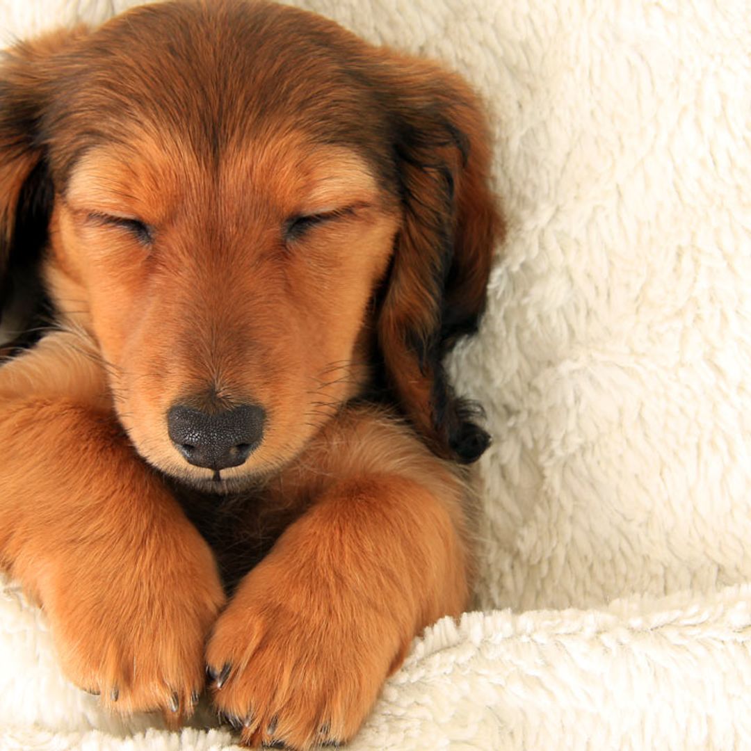 Best dog breeds if you live in a flat: 10 perfect pups for small spaces