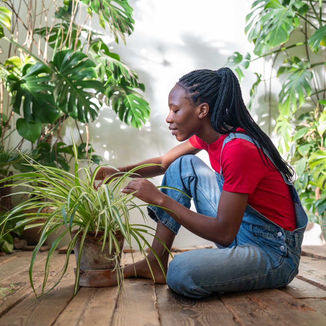 The ultimate spider plant guide for beginners – no gardening experience necessary