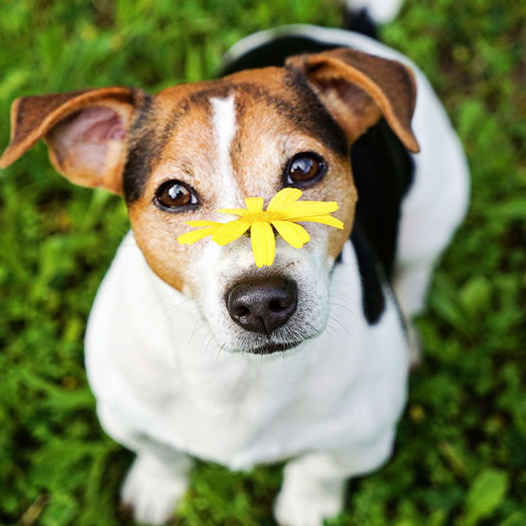 How to recognise the signs of spring allergies in your dog