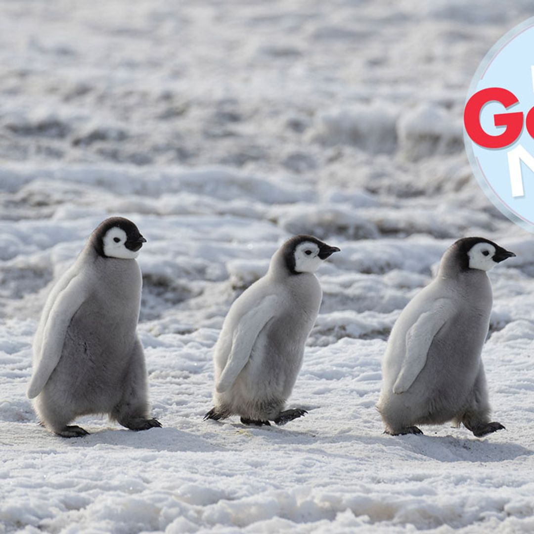Hooray! There are more Emperor penguins in Antarctica than previously thought