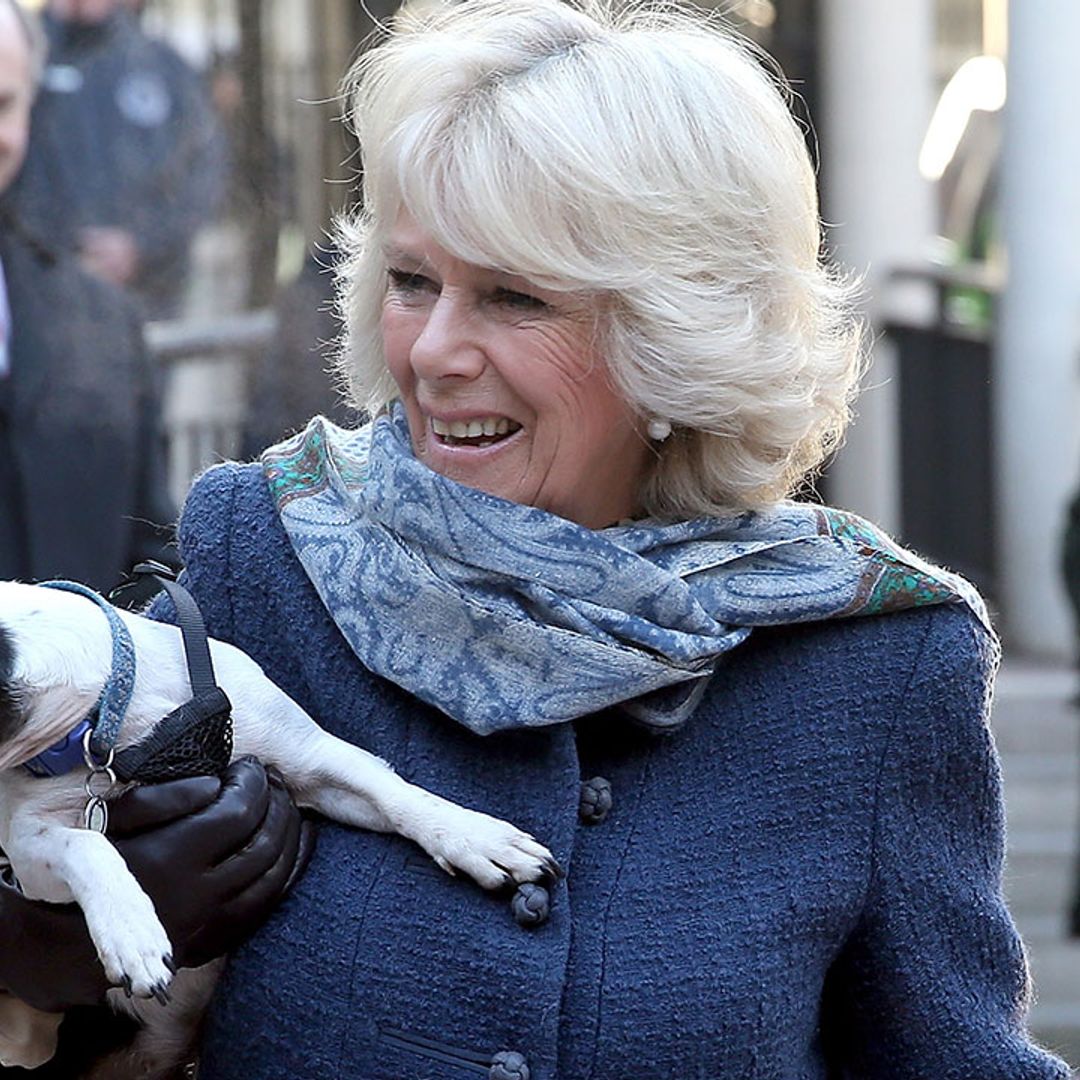 The Duchess of Cornwall pictured on a dog walk in heartwarming photo