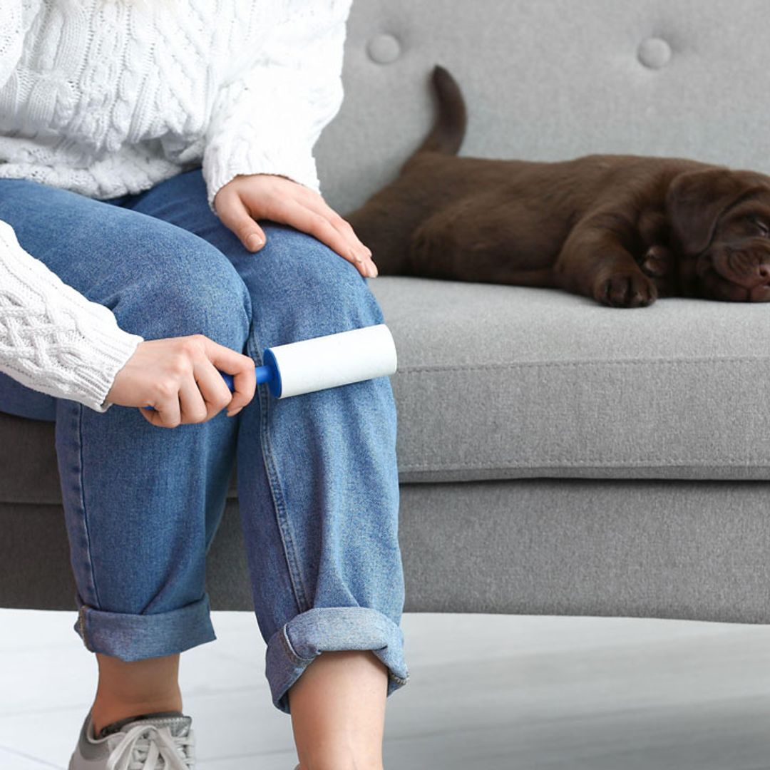 10 pet hair removers every dog owner needs: from vacuums to deshedding mitts