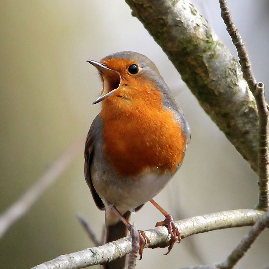 Want more robins in your garden? A wildlife expert urges you to do this