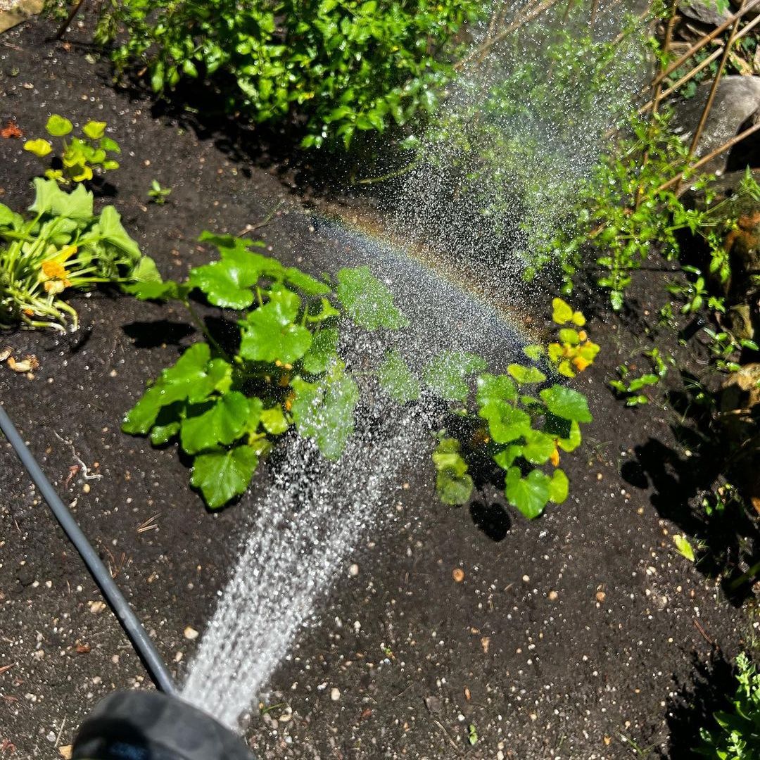 A rainbow over some garden plants as a jet of water is poured at them from a hose