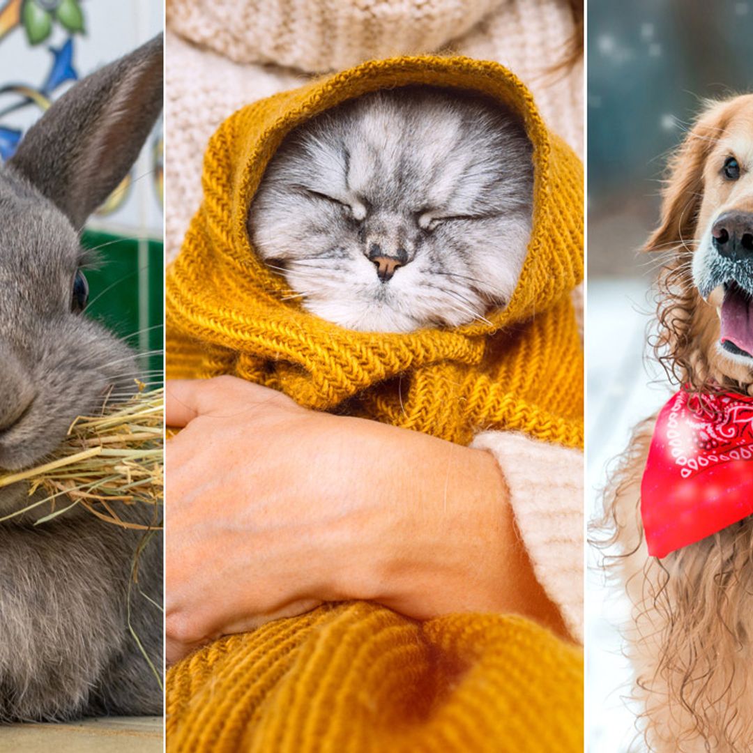 How to keep your dogs, cats and small pets warm this winter - expert tips