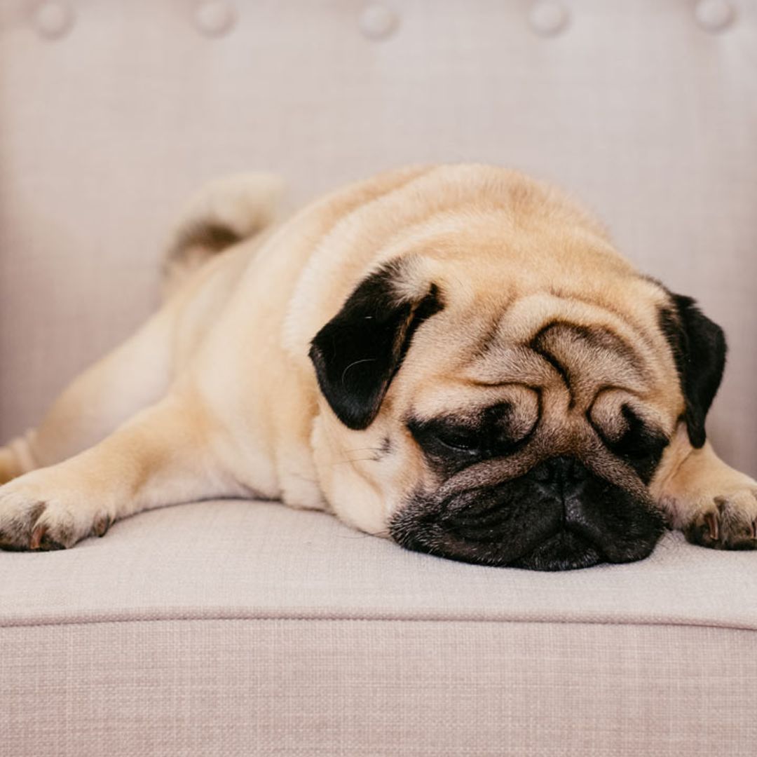 5 dog breeds with the highest risk of health problems
