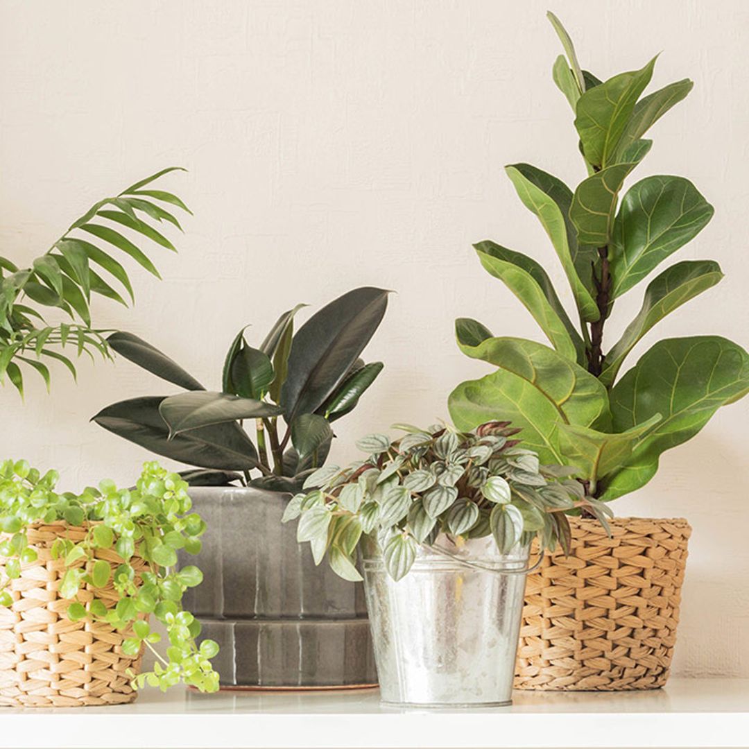 How to care for your houseplants in winter: Expert tips and common mistakes to avoid