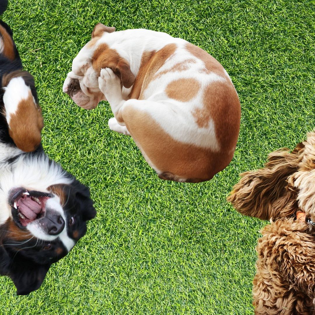 How to get rid of fleas on your pet and in your home for good