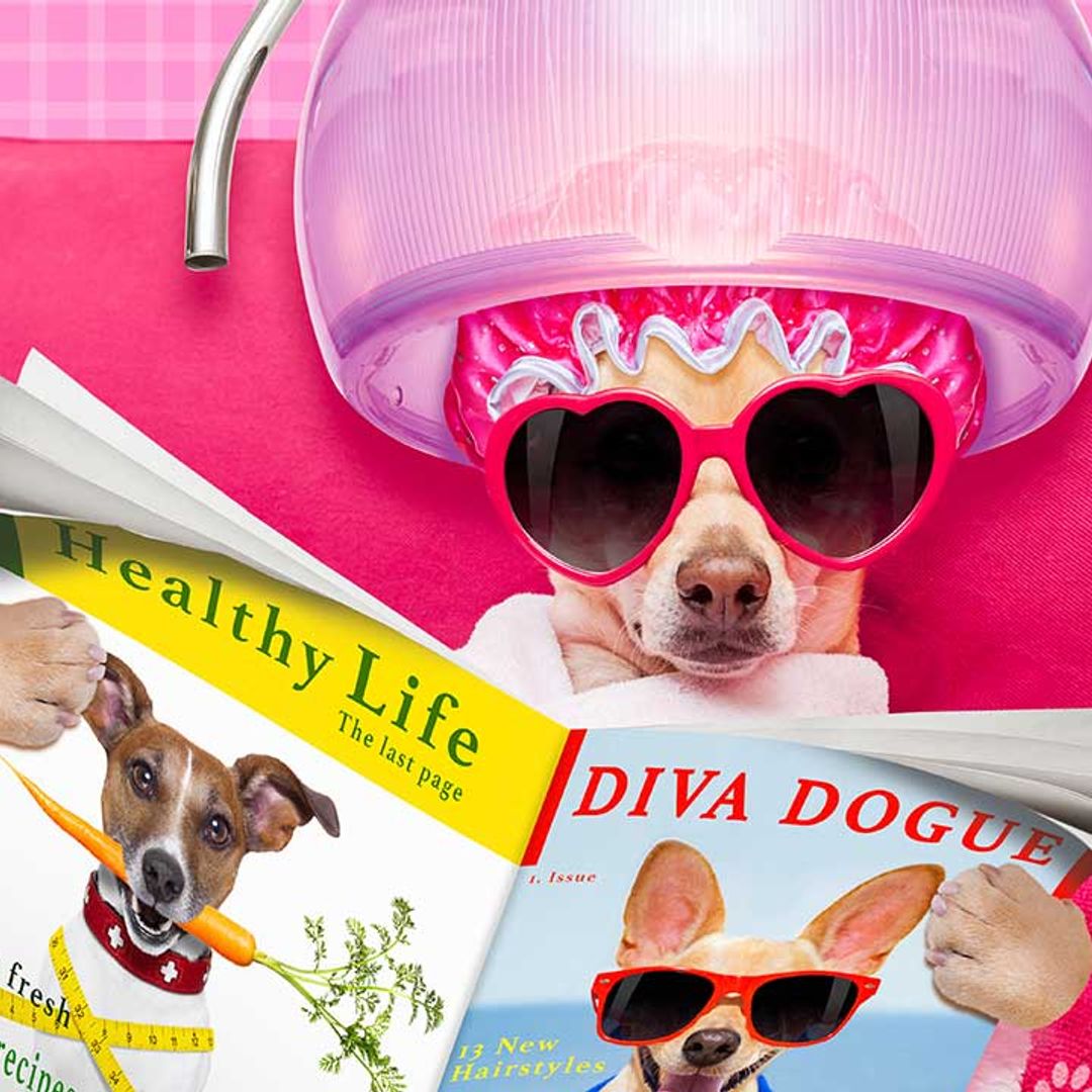 12 stylish dog accessories for your fashionable pup