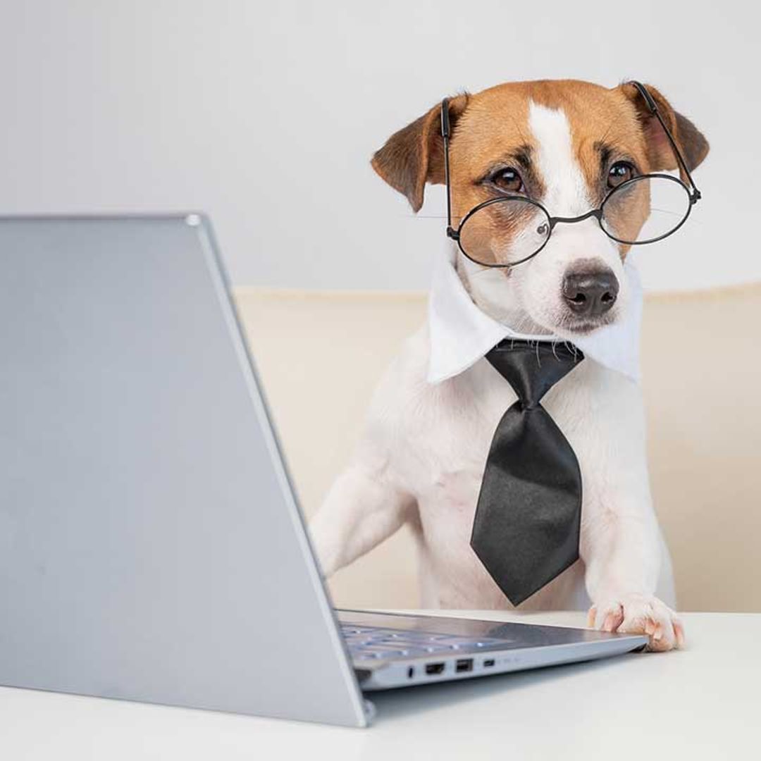 5 best office-friendly dog breeds that won't cause chaos at work