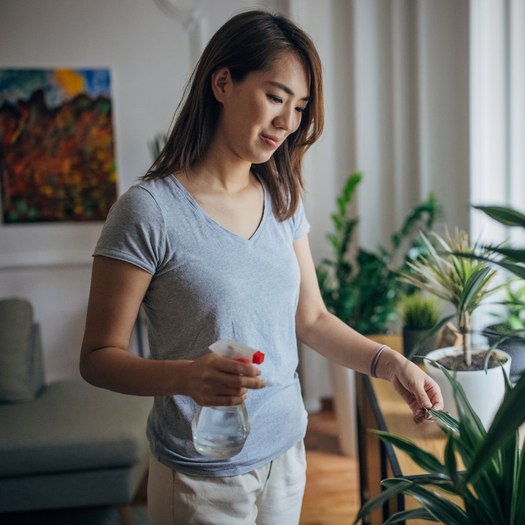 How to keep your houseplants alive in autumn and winter - when they're in the 'dormant phase'