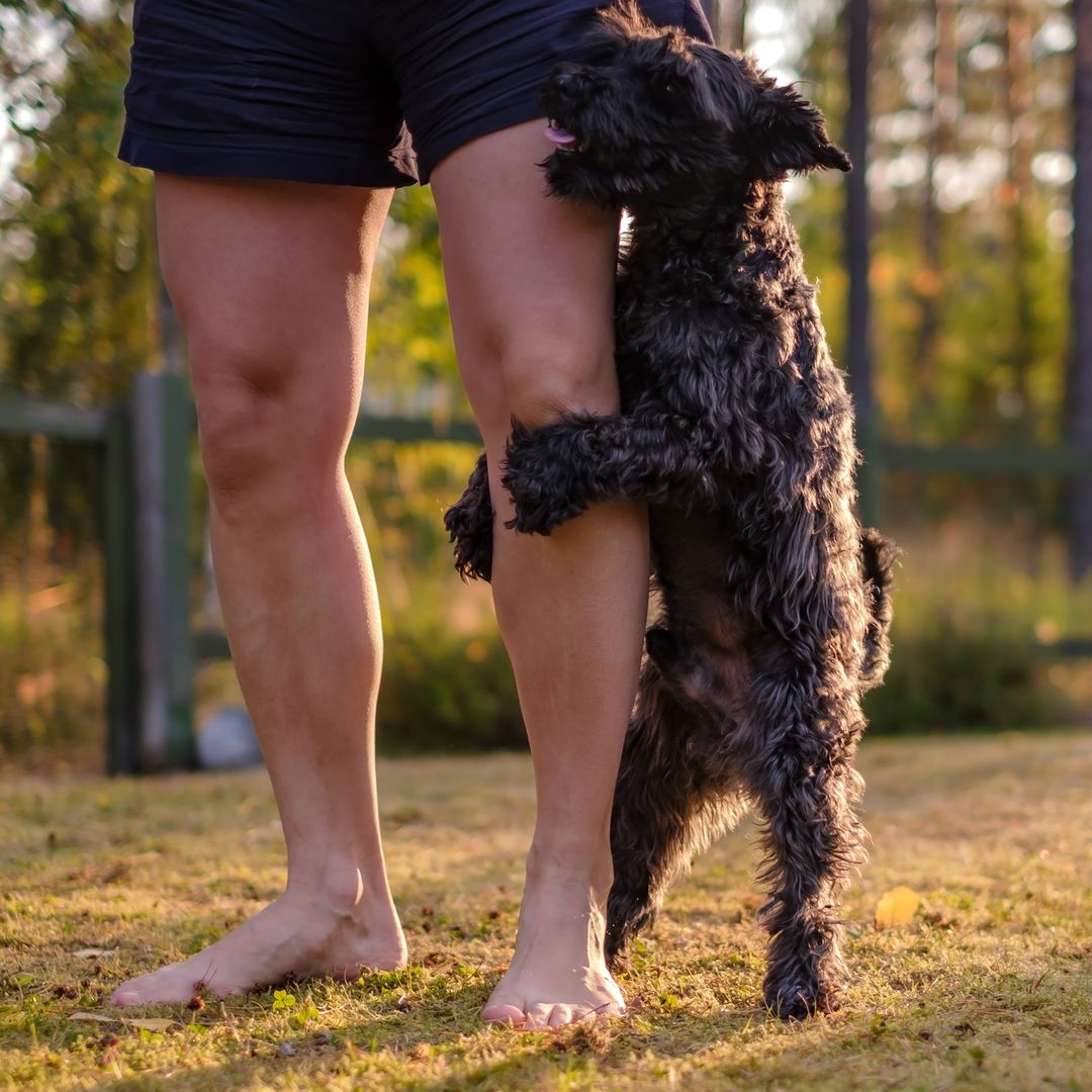 Dog trainer explains why your dog won't stop humping – even after being neutered