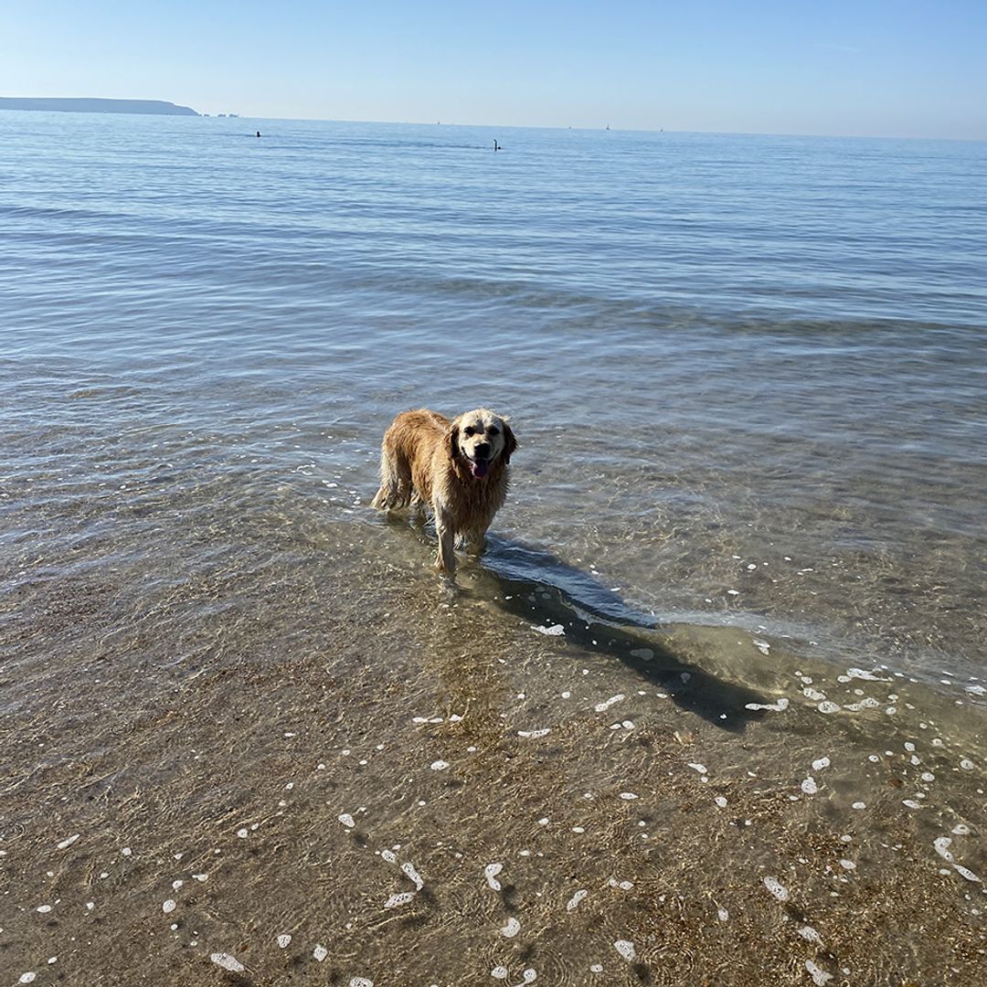 Vet warns against deadly dog beach habits