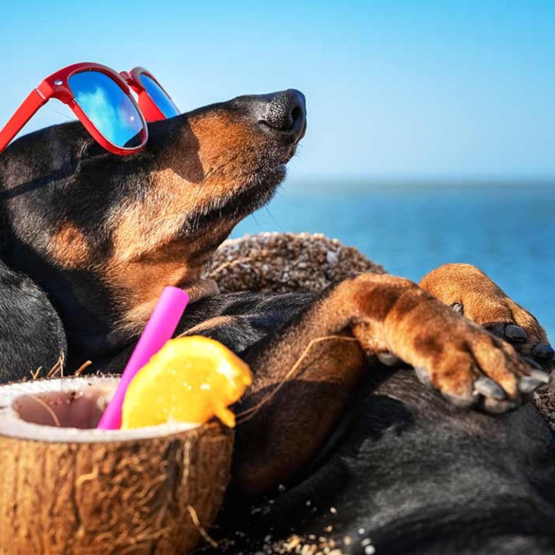 6 best sunscreens for dogs to protect your pup in the heatwave