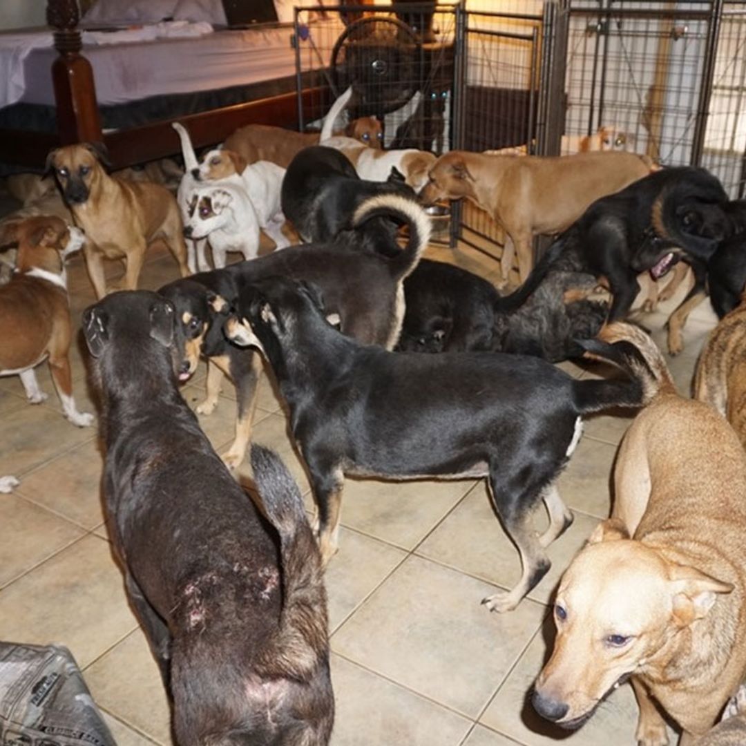 Kind-hearted woman saves almost 100 stray dogs from Hurricane Dorian