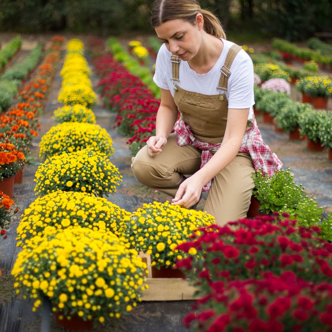9 flowers to plant in autumn and winter - and why now is a 'key moment' for gardening