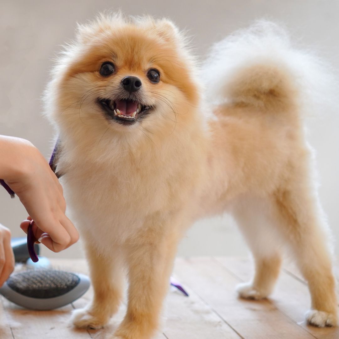 Best dog grooming kits you need to buy to keep your pooch looking picture perfect at home