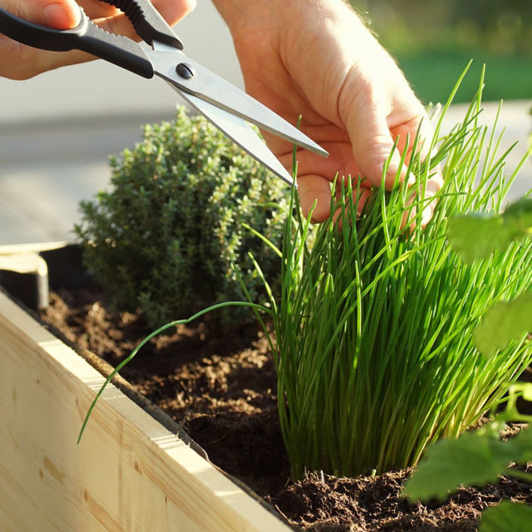 5 top gardening tips for small outdoor spaces