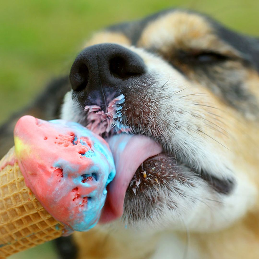 18 ways to keep your dog cool this summer