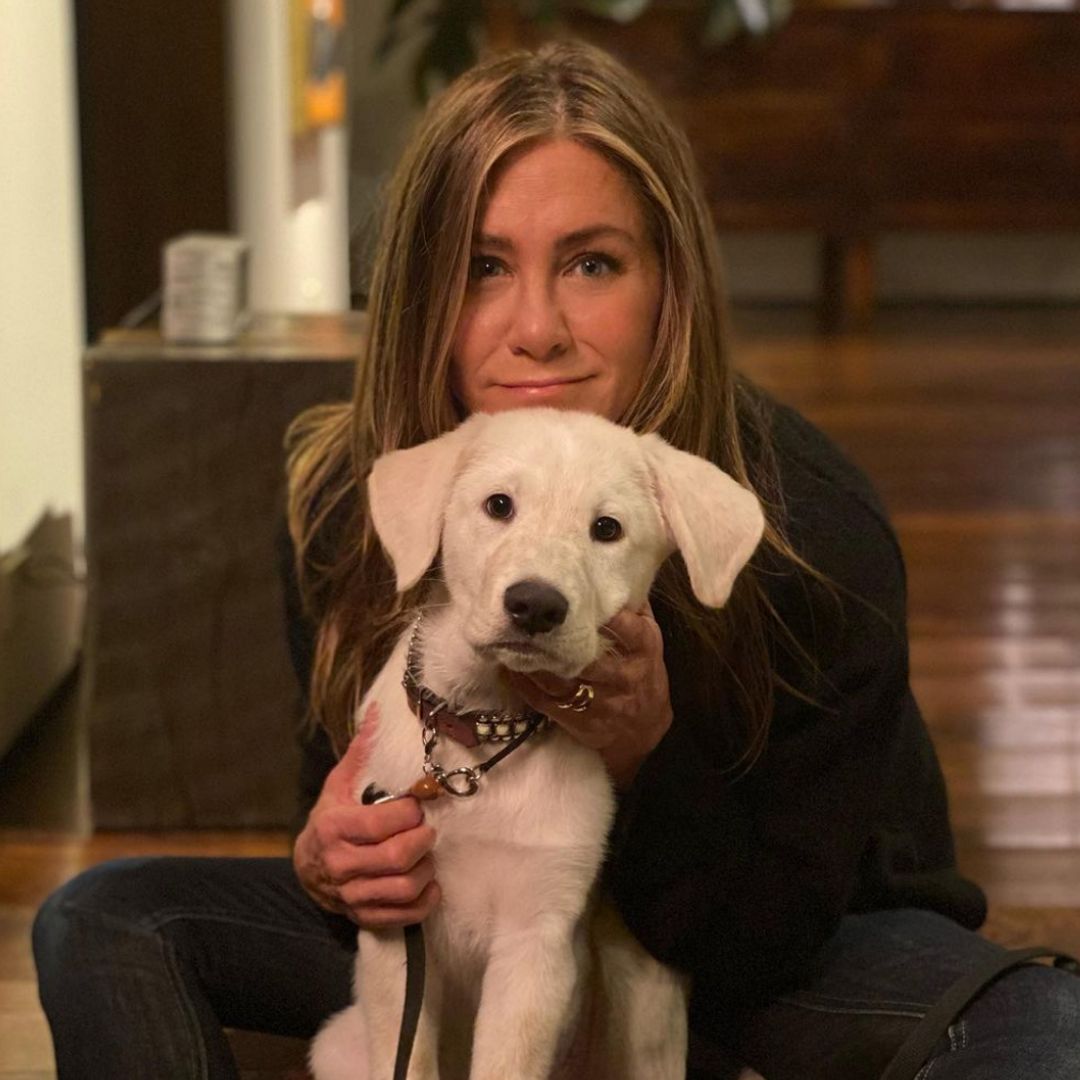 David Muir, Jennifer Aniston, Kaley Cuoco and more stars' photos with their adorable dogs you can't miss