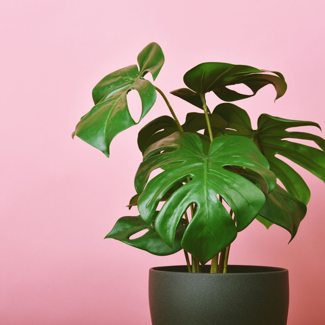 13 best artificial plants to buy in 2023: From M&S to Amazon and Ikea
