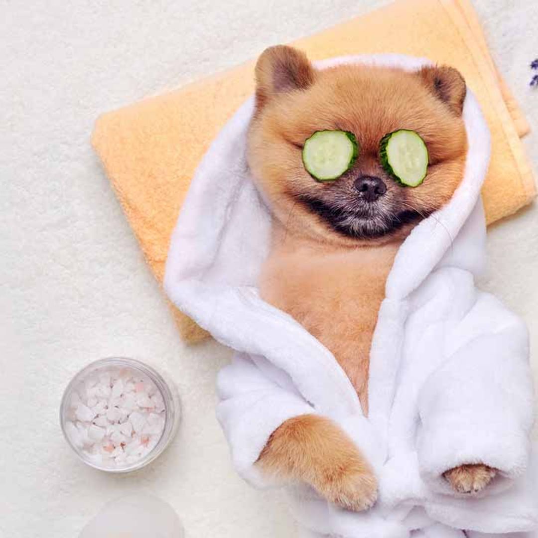 10 most spoiled dog breeds revealed: The UK's most pampered pooches