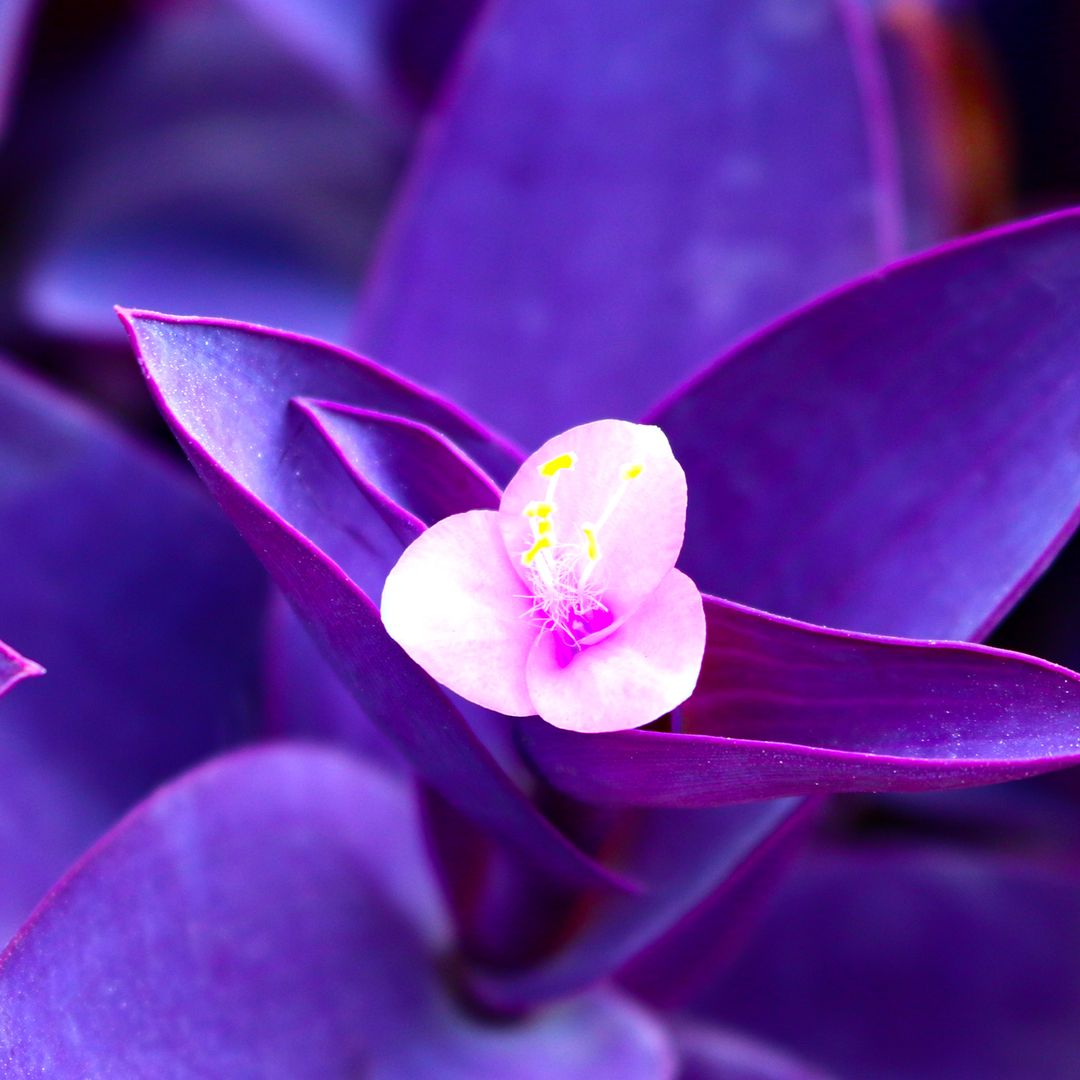 Tradescantia pallida care guide: The 'royal' houseplant with vibrant purple leaves