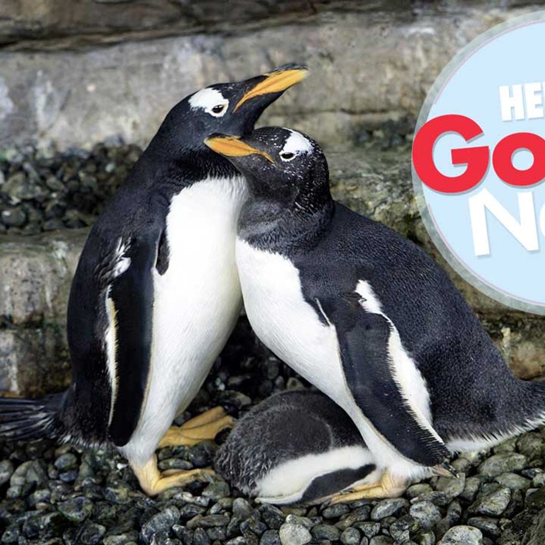 Female penguins become new mums after hatching a chick together