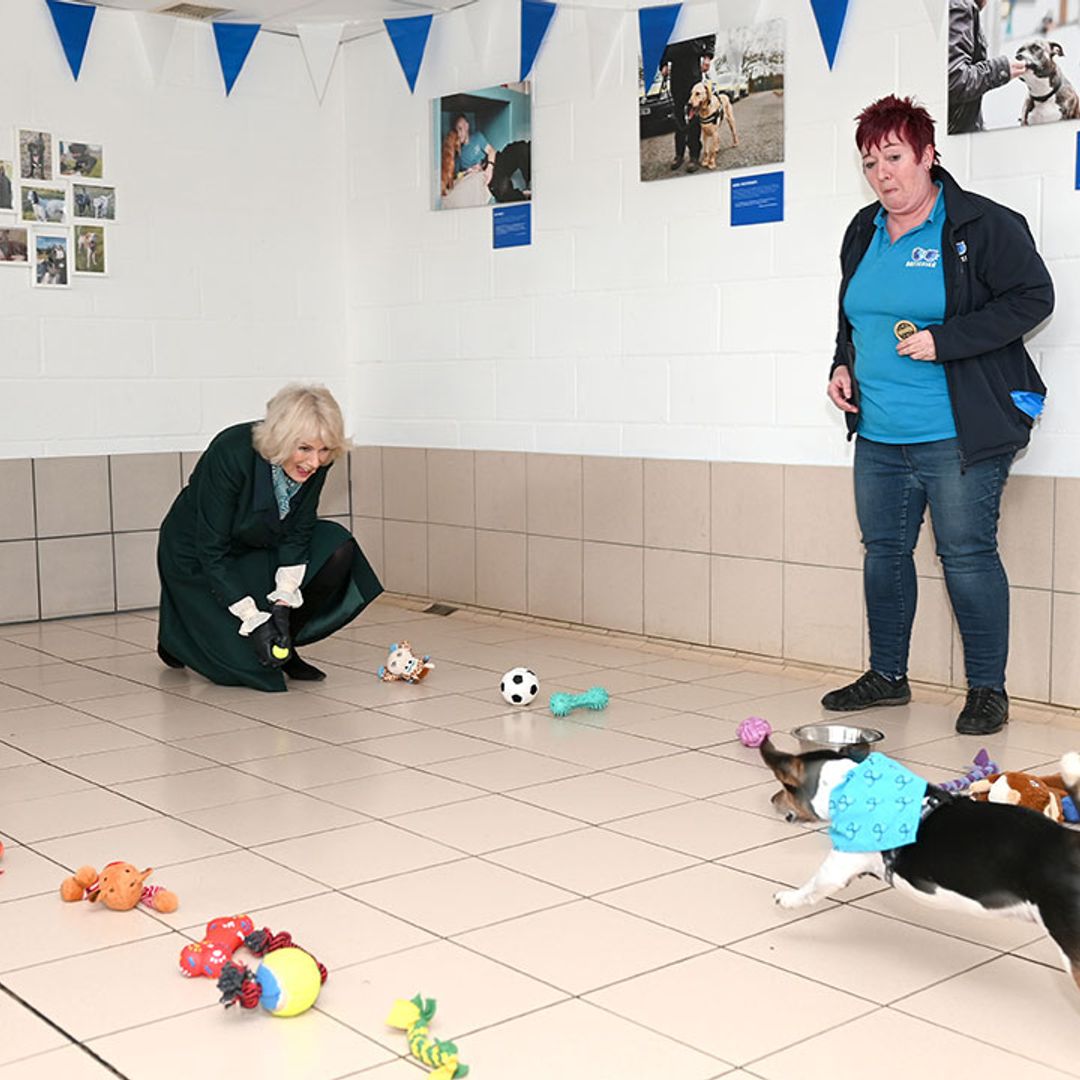 Duchess of Cornwall takes on challenge with rescue dog Beth during Kent visit