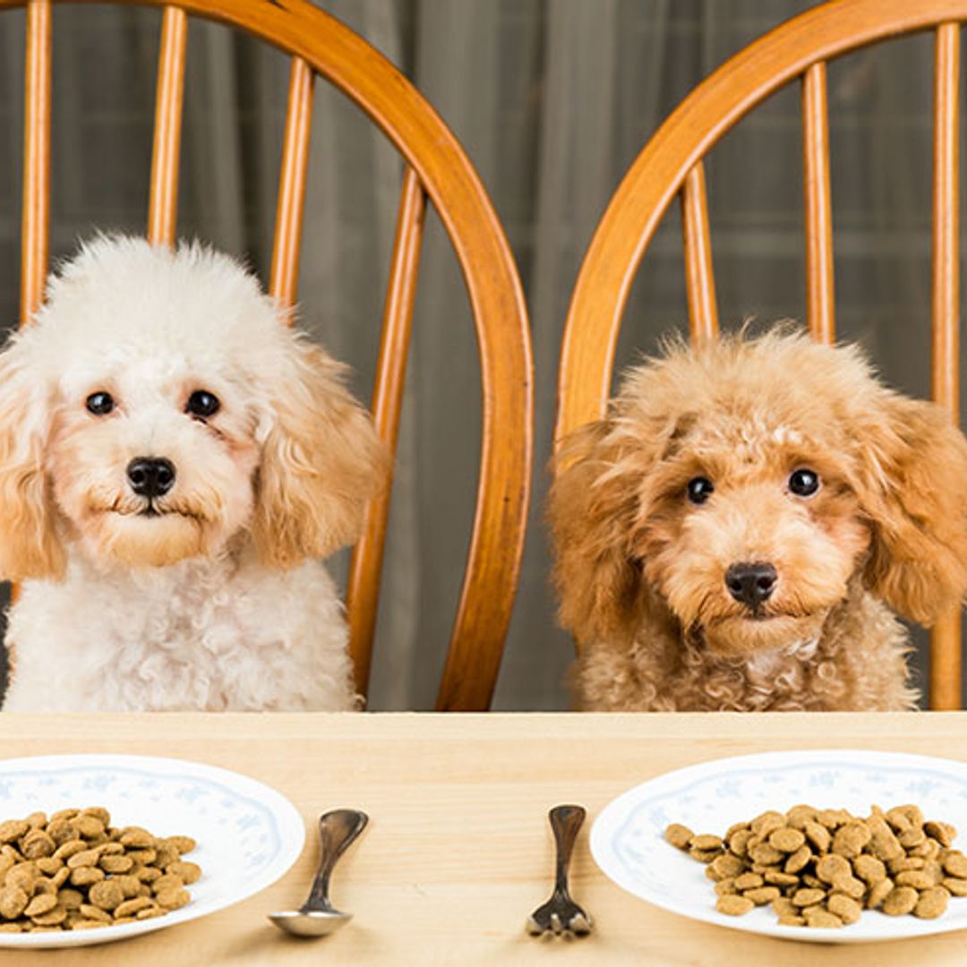 Pedigree reviews… the best diet for our puppy pals