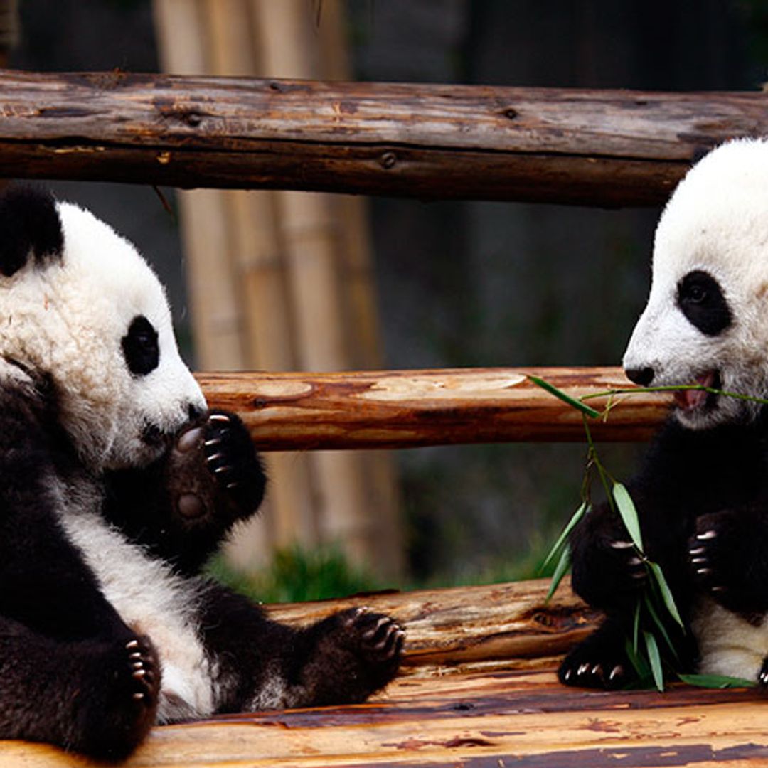 Adventure, history and panda bears await in Chengdu, China