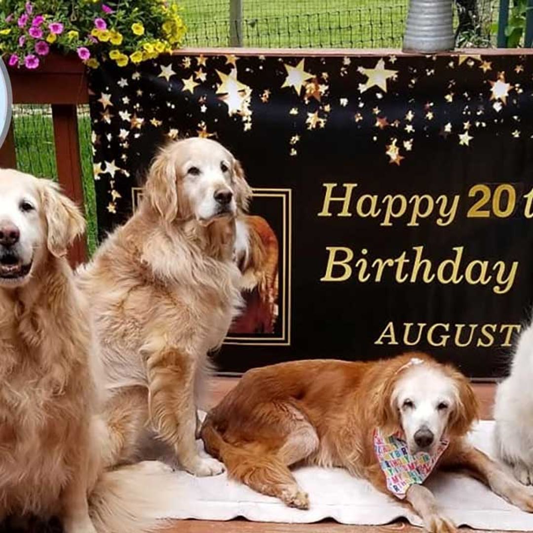 This gorgeous pup just celebrated her milestone 20th birthday with her BFFs
