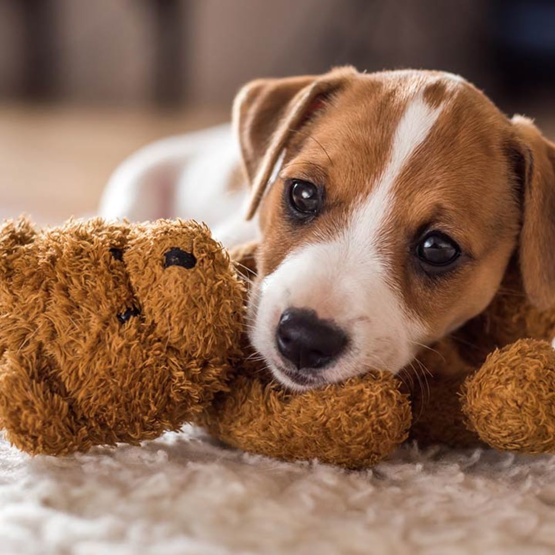 New puppy checklist – a dog behaviour expert reveals the essential items to buy