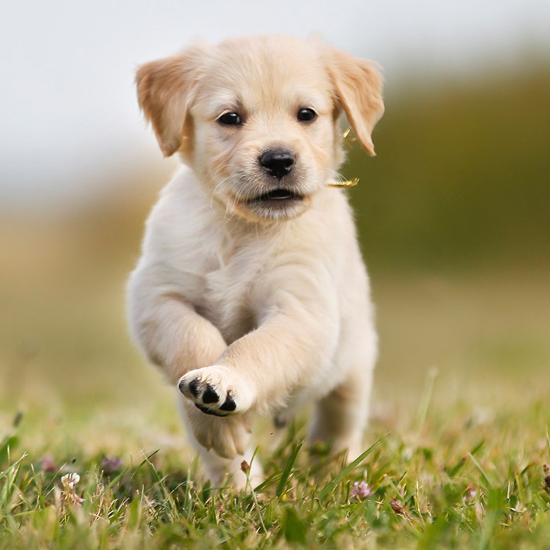First time dog-owner? These are the dog breeds you should be looking for