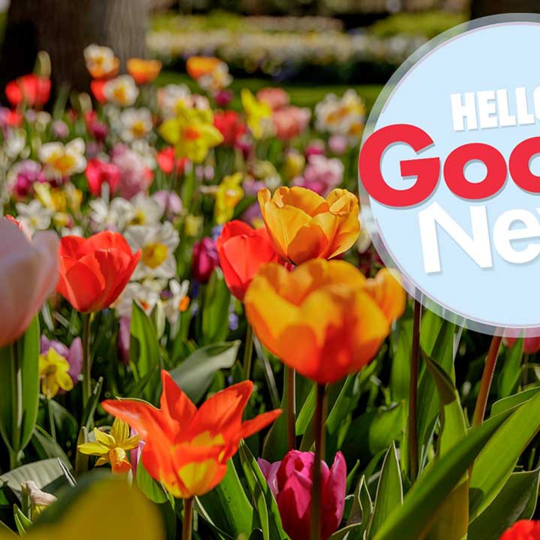 Take a tour of Holland's famous tulip fields from home - watch the video