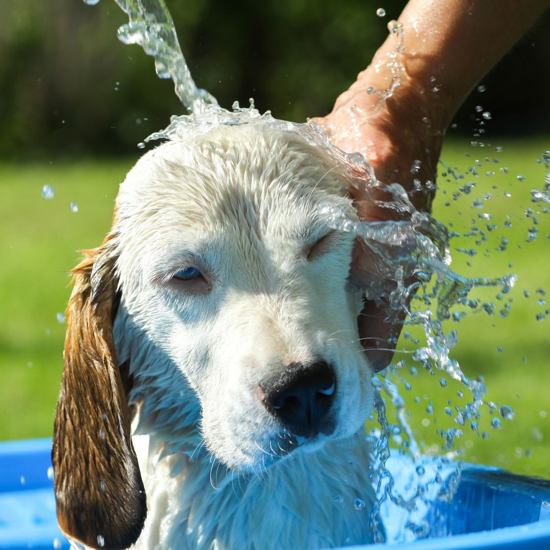 Warnings issued over 'dangerous' mistakes that could make dogs overheat this summer