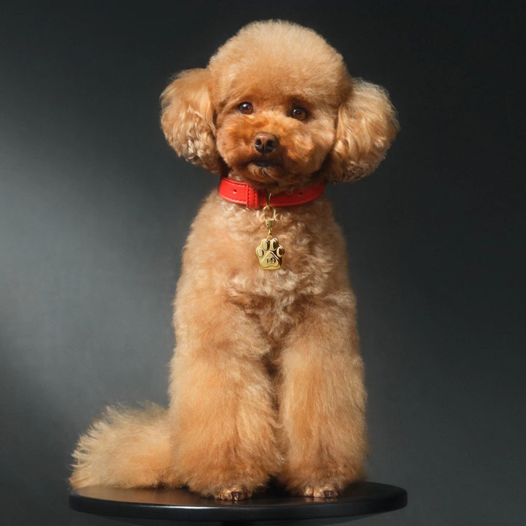 Dolce & Gabbana's perfume for dogs is an £83 'olfactory masterpiece'